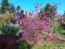 rośliny ozdobne -  Pięknotka Bodiniera IMPERIAL PEARL Callicarpa bodinieri C5/30-40cm *44T