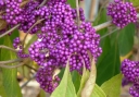 sadzonki - Pięknotka Bodiniera IMPERIAL PEARL Callicarpa bodinieri C5/30-40cm *44T