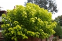 rośliny ozdobne - Catalpa bignonioides KOEHNEI  Surmia zwyczajna C5/40-50cm