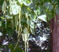 rośliny ogrodowe - Catalpa bignonioides KOEHNEI  Surmia zwyczajna C5/40-50cm