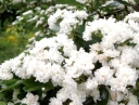 sadzonki -  Głóg jednoszyjkowy PLENA Crataegus monogyna C3/80-120cm