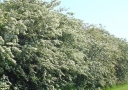 sadzonki - Głóg jednoszyjkowy PLENA Crataegus monogyna C3/80-120cm
