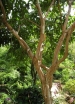 sklep ogrodniczy - Heptakodium chińskie TIANSHAN® 'Minhep' C5/60-80cm *K22
