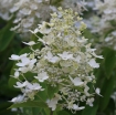 sklep ogrodniczy -  Hortensja wiechowata CONFETTI 'Vlasveld 02' PBR Hydrangea paniculata /C5