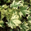 rośliny ozdobne - Ambrowiec balsamiczny SILVER KING Liquidambar styraciflua C2/30-50cm