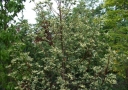 rośliny ogrodowe - Ambrowiec balsamiczny SILVER KING Liquidambar styraciflua C2/30-50cm