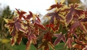rośliny ogrodowe - Ambrowiec balsamiczny SILVER KING Liquidambar styraciflua C2/30-50cm