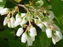 rośliny ozdobne - Lionia ligustrowata Lyonia ligustrina C5/50cm *TL