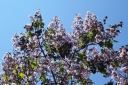 rośliny ogrodowe - Paulownia Fortune'a Cesarskie drzewko szczęścia /C5