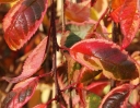 sklep ogrodniczy - Wiśnia wczesna FRILLY FROCK 'Mattrilly' Prunus incisa C7,5/Pa 120cm