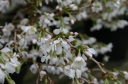 rośliny ogrodowe - Wiśnia wczesna FRILLY FROCK 'Mattrilly' Prunus incisa C7,5/Pa 120cm
