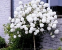 sklep ogrodniczy -  Kalina japońska 'Newzam' NEWPORT® na PNIU Viburnum plicatum C5/Pa 100cm