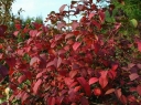 sadzonki - Kalina wonna CANDIDISSIMUM Viburnum farreri C3/60cm *T11