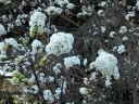 rośliny ozdobne - Kalina wonna CANDIDISSIMUM Viburnum farreri C3/60cm *T11