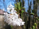 rośliny ozdobne - Kalina wonna CANDIDISSIMUM Viburnum farreri C3/60cm *T11