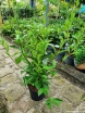 sadzonki - Kalina wonna CANDIDISSIMUM Viburnum farreri C3/60cm *T11