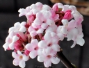 rośliny ozdobne -  Kalina wonna NANUM na PNIU Viburnum farreri C5/Pa80(120)cm
