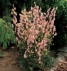 sklep ogrodniczy - Tojad najmocniejszy RUBELLUM Aconitum napellus /P11 *K18