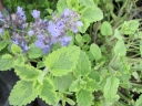 rośliny ogrodowe -  Kocimiętka SIX HILLS GOLD Nepeta subsessilis /P15