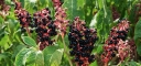 rośliny ogrodowe - Szkarłatka amerykańska Phytolacca americana /C5