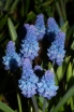 rośliny ogrodowe -  Szafirki Pełne Blue Spike (Muscari Blue Spike) 5 szt
