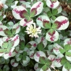 rośliny ogrodowe - Koniczyna biała DRAGON'S BLOOD Trifolium repens /C2