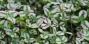 rośliny ogrodowe - Koniczyna biała DRAGON'S BLOOD Trifolium repens /C2