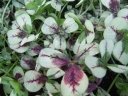 rośliny ozdobne - Koniczyna biała DRAGON'S BLOOD Trifolium repens /C2