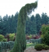 sadzonki - Mamutowiec olbrzymi PENDULUM Sekwoja olbrzymia Mamutowe drzewo Sequoiadendron giganteum C6/60-80cm