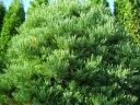 rośliny ozdobne - Mamutowiec olbrzymi PENDULUM Sekwoja olbrzymia Mamutowe drzewo Sequoiadendron giganteum C6/60-80cm