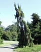 sklep ogrodniczy - Mamutowiec olbrzymi PENDULUM Sekwoja olbrzymia Mamutowe drzewo Sequoiadendron giganteum C6/60-80cm