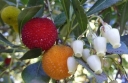 sklep ogrodniczy - Drzewo truskawkowe COMPACTA Chruścina karłowa Arbutus unedo C7,5/80cm