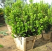 sadzonki - Drzewo truskawkowe COMPACTA Chruścina karłowa Arbutus unedo C7,5/80cm