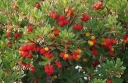 sklep ogrodniczy - Drzewo truskawkowe COMPACTA Chruścina karłowa Arbutus unedo C7,5/80cm