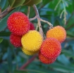rośliny ogrodowe - Drzewo truskawkowe COMPACTA Chruścina karłowa Arbutus unedo C7,5/80cm