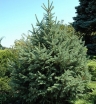 rośliny ozdobne - Świerk chiński Picea asperata C2/40cm