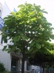 sadzonki - Magnolia szerokolistna Magnolia hypoleuca syn. M.obovata - balot/50-60cm *K11