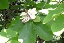 rośliny ozdobne - Magnolia szerokolistna Magnolia hypoleuca syn. M.obovata - balot/50-60cm *K11