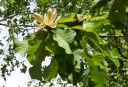 sklep ogrodniczy - Magnolia officinalis M.lekarska C2/40-60cm