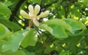 sadzonki - Magnolia officinalis M.lekarska C2/40-60cm