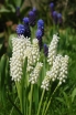 rośliny ogrodowe -  Szafirki White Magic w doniczce (Muscari White Magic)