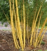 sadzonki - Bambus ogrodowy Phyllostachys vivax AUREOCAULIS C2,5/1-1,4m