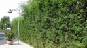 rośliny ogrodowe - Bambus ogrodowy Phyllostachys vivax AUREOCAULIS C2,5/1-1,4m