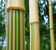 rośliny ozdobne - Bambus ogrodowy Phyllostachys aureosulcata SPECTABILIS C2,5/1m *6