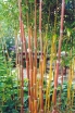 sadzonki - Bambus ogrodowy Phyllostachys aureosulcata SPECTABILIS C2,5/1m *6