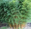 sklep ogrodniczy - Bambus ogrodowy Phyllostachys aureosulcata SPECTABILIS C2,5/1m *6