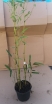 rośliny ogrodowe - Bambus ogrodowy Phyllostachys aureosulcata SPECTABILIS C2,5/1m *6