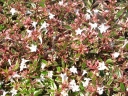 sklep ogrodniczy - Abelia x grandiflora HOPLEYS® /C2 *T27