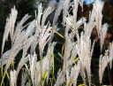 sadzonki -  Miskant cukrowy Miscanthus sacchariflorus /C2 *K5