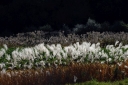 rośliny ozdobne - Miskant cukrowy Miscanthus sacchariflorus /C2 *K5